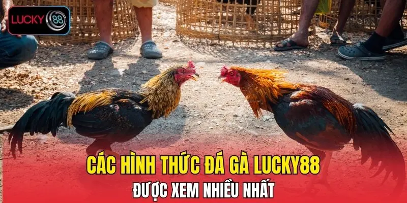 Các hình thức đá gà LUCKY88 được xem nhiều nhất
