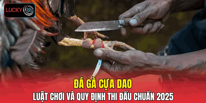 Đá Gà Cựa Dao - Luật Chơi Và Quy Định Thi Đấu Chuẩn 2025