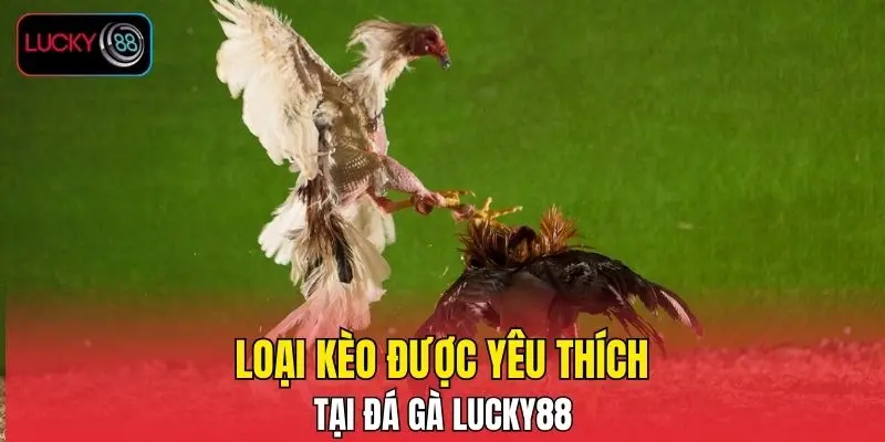 Loại kèo được yêu thích tại đá gà LUCKY88