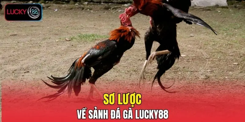 Sơ lược về sảnh đá gà LUCKY88