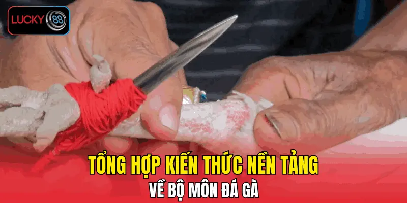 Tổng hợp kiến thức nền tảng về bộ môn đá gà